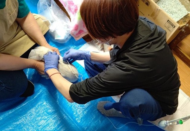 獣医師が同行し、ワクチン接種などを行ったという（「ののいち にゃんこのおうち」さん提供）