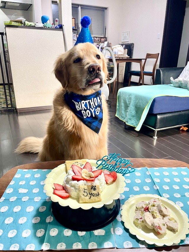 5歳の誕生日を祝ってもらった日のセナくん。「ごちそう、早く食べたいです」の困り顔が可愛い（画像提供：セナ・困り顔のゴールデンレトリバーさん）
