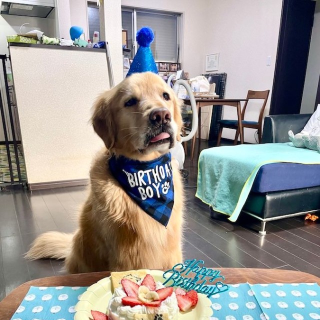 5歳の誕生日を祝ってもらった日のセナくん。「ごちそう、早く食べたいです」の困り顔が可愛い（画像提供：セナ・困り顔のゴールデンレトリバーさん）
