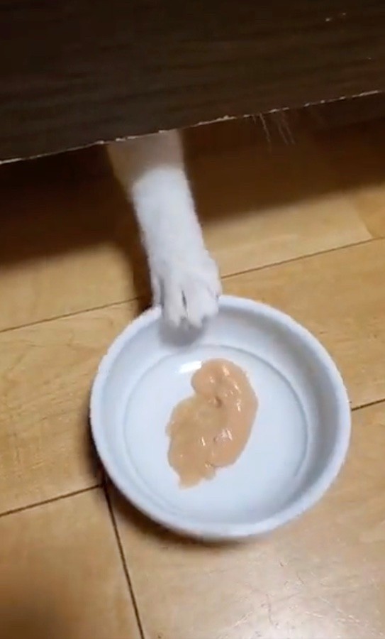 「ちゅーるのお皿」をキャッチ！（動画からキャプチャー／提供：ジルさん）