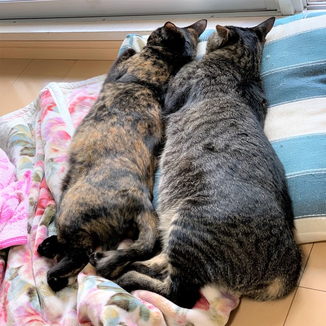 いつも2匹はシンクロした姿を見せるんです。さすがきょうだい！