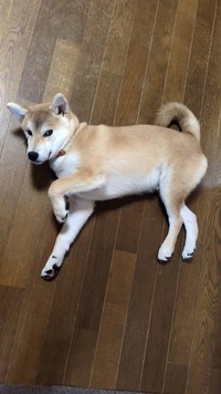 家の中に撫でられ待ちの「柴犬」（ホップくん）が落ちている幸せな光景（画像提供：柴犬ウィッシュ&柴犬ホップさん）