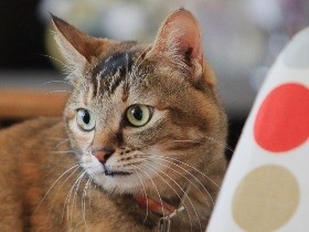 猫好き夫婦宅　お嬢さま猫の下に、わんぱく子猫がやって来た