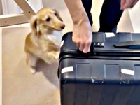 パパ帰宅！ スーツケースに飛びつくちゃちゃちゃん（画像提供：ちゃちゃさん）