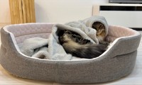 毛布被って寝るから1匹で満員御礼だにゃ＝めるちょとまおまおさん（@meltube_cat）提供