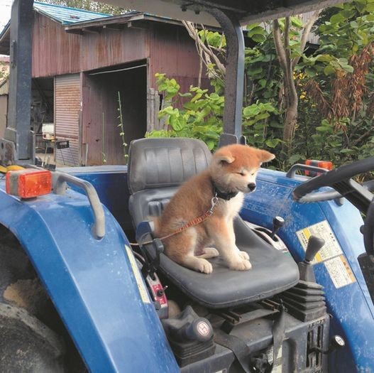 「秋田犬 ゴンとトラ あきたけんじゃないよ あきたいぬだよ」（講談社）より