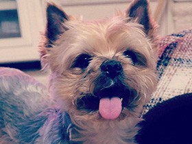 満面の笑顔で「おかえり、待ってたよ！」　ヨーキー「チビたん」