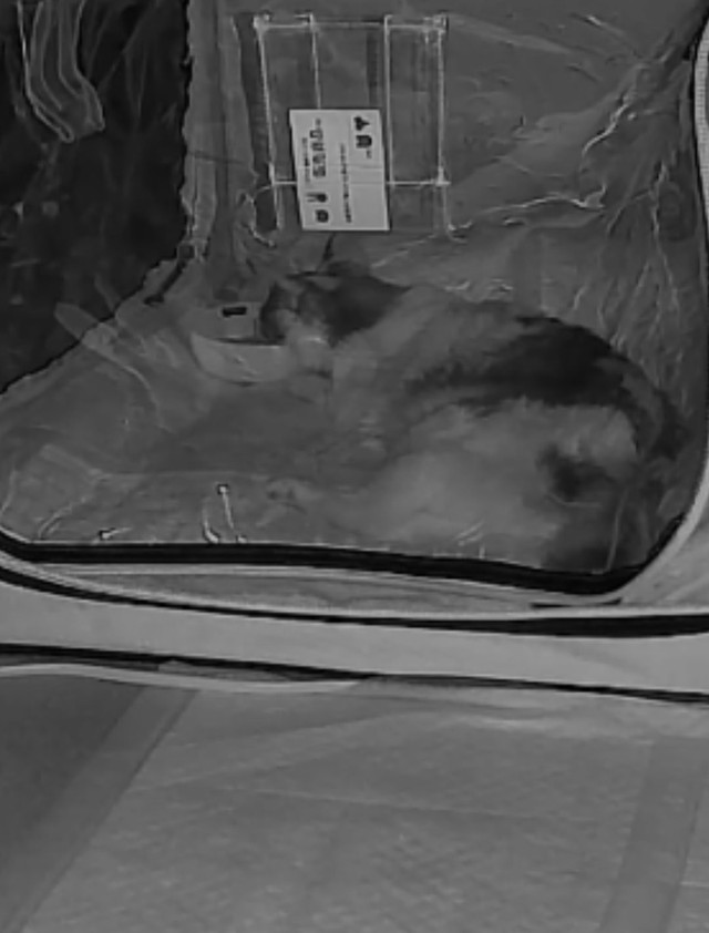 旅立つ前の夜、ミケちゃんは酸素室の中で器に顎を乗せて一生懸命水を飲もうとしていた（冨森さん提供）