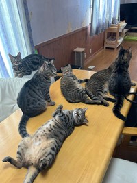 テーブルの上でくつろぐ猫ちゃんず（提供：はるとさん）
