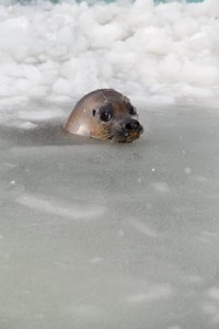 チラッと上目遣いのゴマフアザラシ（おたる水族館提供）