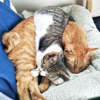 先住猫・ノアさんの体におおいかぶさって眠るティダさん（画像提供：むうむうとネコさん）