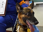 ８００メートル追跡、不明男性を発見　警察犬イレーネに感謝状