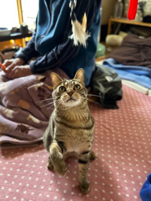 おもちゃをじっと見つめるはーちゃん（画像提供：寿々さん）