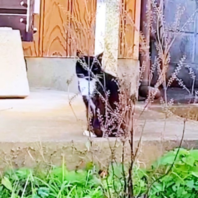 出会ったころのママちゃん。保護するまでに1年近くかかりました（画像提供：うにねこさん）