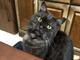 新しい首輪、どんなの？　一家のムードメーカー、黒猫「ピキ」