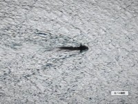 「室堂平の『みくりが池』を熊が泳ぐ姿も目撃されました」（富山県警察山岳警備隊の公式Xのアカウントから）