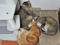 仲良く寄り添って眠っています（提供：えだももさん）