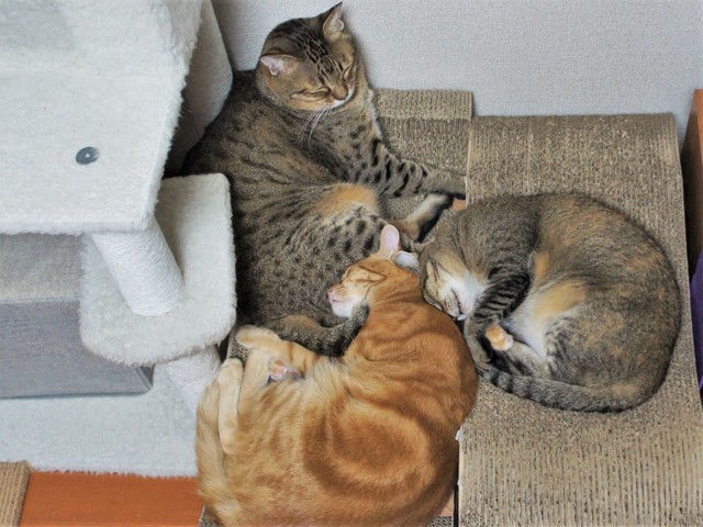 仲良く寄り添って眠っています（提供：えだももさん）