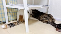 絶対何かいる！ じっと観察する（左から）チャチャちゃん、ビビちゃん（画像提供：KANAKO OGATAさん）