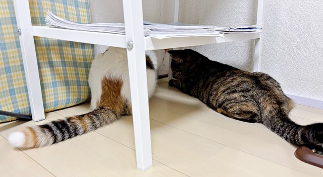 絶対何かいる！ じっと観察する（左から）チャチャちゃん、ビビちゃん（画像提供：KANAKO OGATAさん）