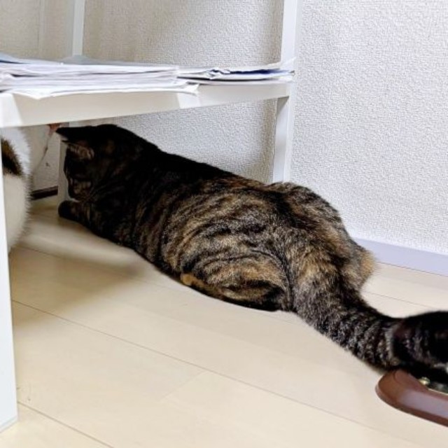 絶対何かいる！ じっと観察する（左から）チャチャちゃん、ビビちゃん（画像提供：KANAKO OGATAさん）