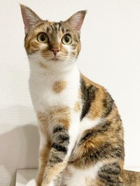 ちょこんと座って遠くを見つめるひなちゃん（画像提供：ひなてまリンさん）