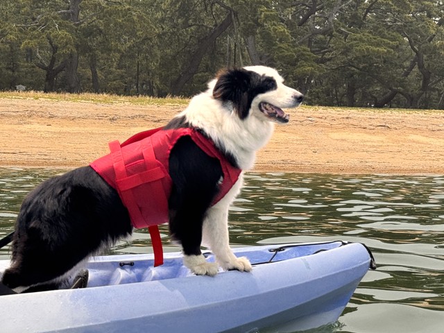 愛犬と一緒に瀬戸内海でシーカヤック「ワン！だふるツアー」　香川・さぬき市