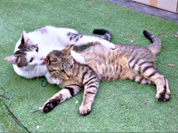 農園でのびのびと過ごす（左から）ムギくん、コナツちゃん（画像提供：キジトラ・コタローのウキウキDAYS!!さん）