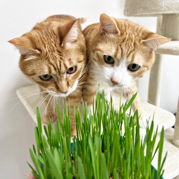 猫草が伸びてきたのを見つめる（左から）カイちゃん、クウちゃん（画像提供：クウとカイさん）