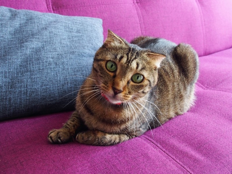 3カ月先住のさくら