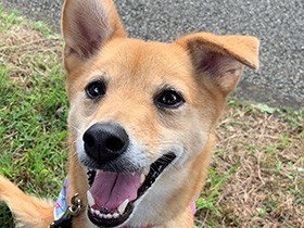 ２０１９笑顔がかわいいで賞　ミックス犬の「こすず」