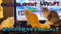 ゲームがスタートすると、団結力が生まれる3にゃんず（提供写真）