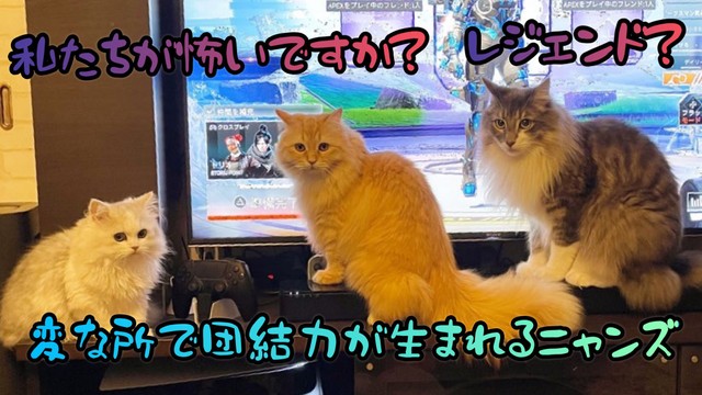 ゲームがスタートすると、団結力が生まれる3にゃんず（提供写真）