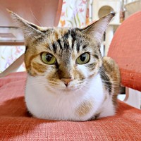 縞三毛柄が素敵なひなちゃん（画像提供：ひなてまリンさん）