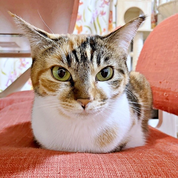 縞三毛柄が素敵なひなちゃん（画像提供：ひなてまリンさん）