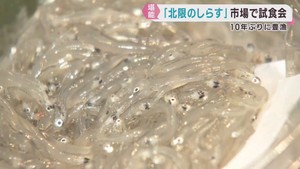 北限のシラス試食会　宮城・名取市閖上産　仙台市中央卸売市場