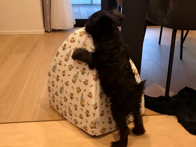 目に入るものすべてがダリルくんのおもちゃに（お母さん提供）