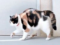 そのまま背中を弓形にして進むみゅーちゃん（画像提供：MIU&RINさん）