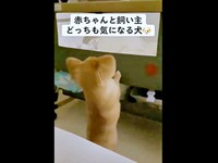 赤ちゃんが気になるハナちゃん（画像提供：うわうわ犬のハナさん）
