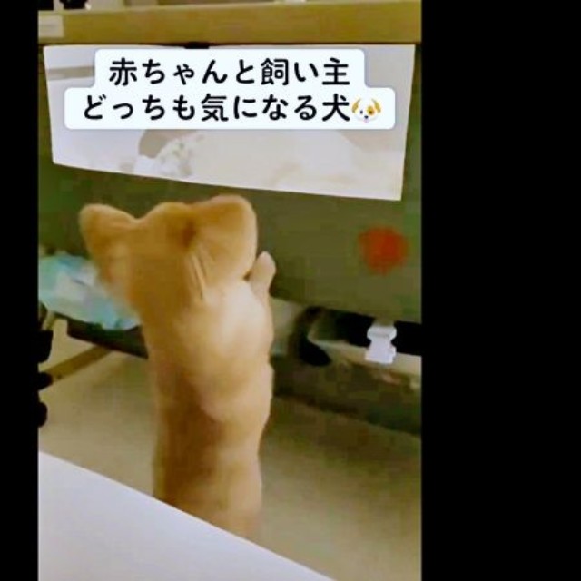 赤ちゃんが気になるハナちゃん（画像提供：うわうわ犬のハナさん）