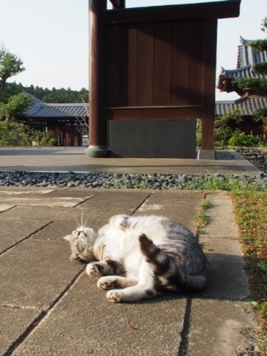 門前で転がるリオ