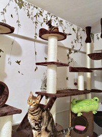 子猫時代、キャットタワーの頂上に登ったもつちゃん（画像提供：べじたりあん。さん）