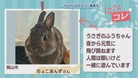 【はぴコレ】夜から元気に飛び跳ねるうさぎちゃん・愛犬のかわいい仕草　9月23日放送