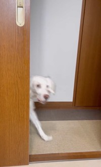 「”かわいい”が来ましたよー！」（動画からキャプチャー／提供：みのかさ さん @inekaratukutta）