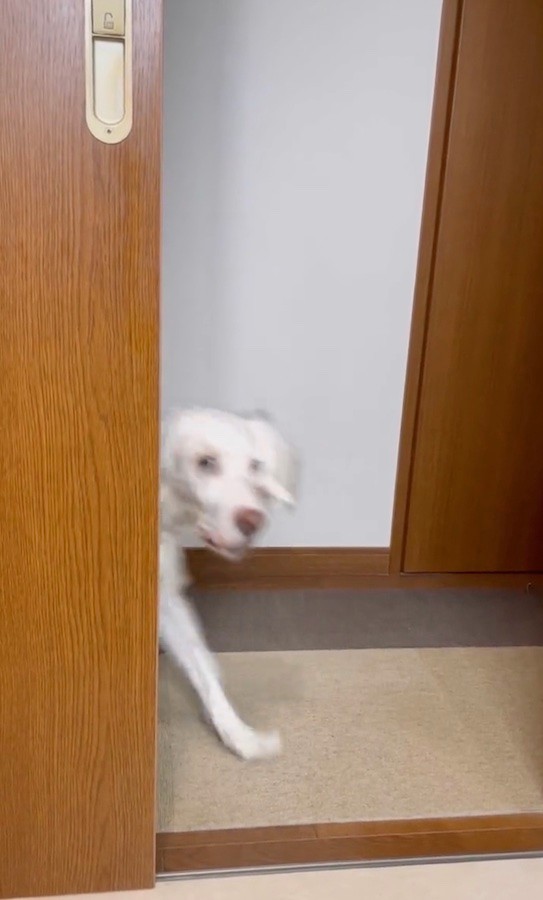 「”かわいい”が来ましたよー！」（動画からキャプチャー／提供：みのかさ さん @inekaratukutta）