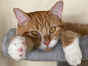 特技はお座り、おまわり、待て　犬みたいなスコ「もすけ」