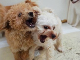 間違ったしつけはただの「罰」　飼い主も犬も成長し本当の家族になれる