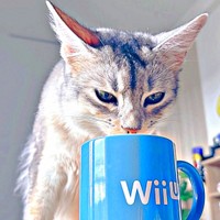 「見て！」  飼い主さんを呼んでマグカップから水を飲むそばちゃん（画像提供：そばちゃん）