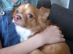 初めて飼う犬に保護犬を選んだ　米国人の夫「ごく自然なこと」