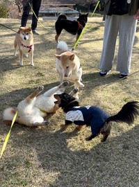 柴友さんの「ていっ！」を得意の「受け身」でかわす会長くん（中央）（画像提供：会長さん）